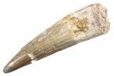 Fossil Spinosaurus Tooth - Real Dinosaur Tooth #360169-1